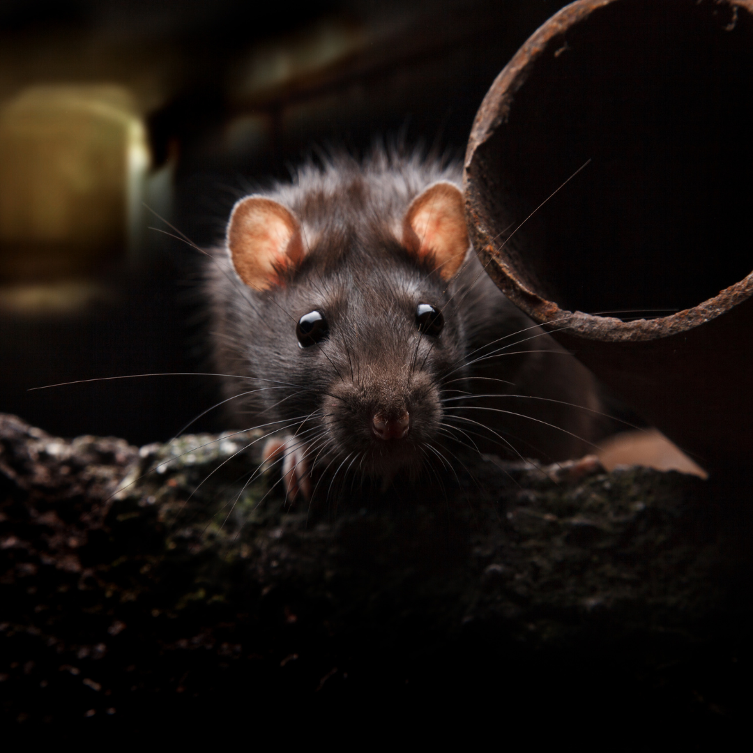 dératisation en Hainaut, rats, souris, rongeurs, intervention rapide